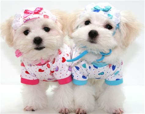 35% off first autoship · 35% off first autoship · fast, free shipping Puppies All Dressed Up | Cuteness Overflow