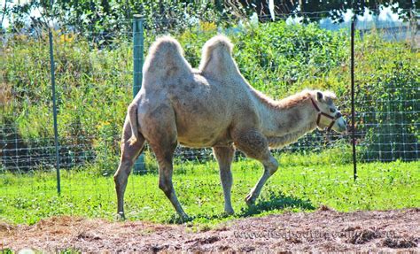 Camels live in africa, asia, the middle east and australia. Elmvale Jungle Zoo - It's About Travelling