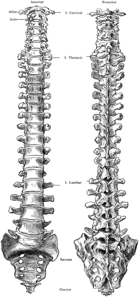 Anterior and Posterior Views of Spine | ClipArt ETC