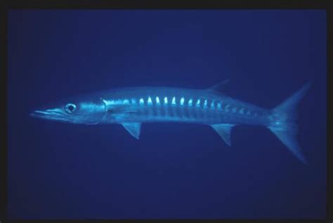 Blackfin Barracuda Sphyraena Qenie Klunzinger 1870 The Australian