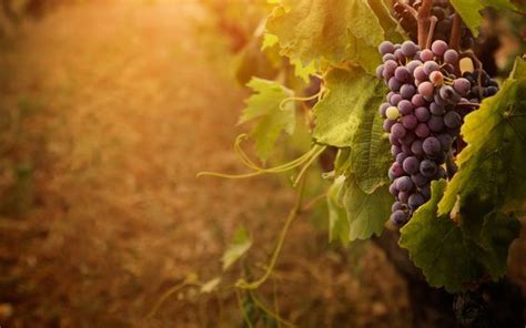 Grape Vine Photography Grapevine Wallpapers Pictures