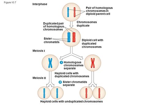 Biology independent study lab answers meiosis mcgraw hill biology mendel and meiosis answers pdf meiosis title type meiosis terminology concept map mastering biology answers pdf. What stages of meiosis are diploid? | Socratic