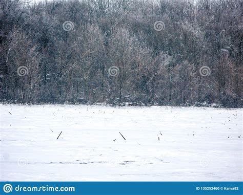 Winter Field And Forest Stock Photo Image Of Shot Snowy 135252460