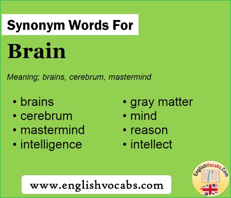 Synonym for Brain, what is synonym word Brain - English Vocabs