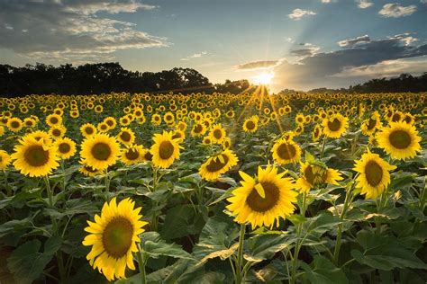 Poolesville Sunflowers Color Photograph By Martin Radigan Fine Art
