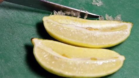 To say the australian caviar finger lime tree (citrus australasica) is not your typical lime is an understatement. Australian finger lime is the hottest French cuisine item