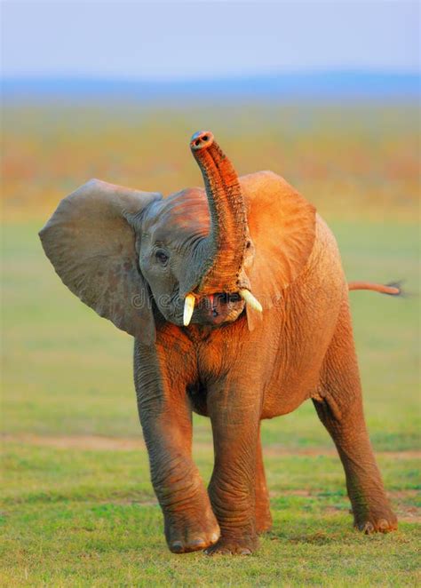 Baby Elephant Raised Trunk Stock Image Image Of Little Plains