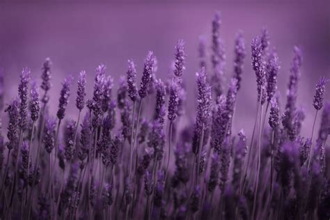 Lavender Color Wallpaper For Laptop Lavender Color Wallpapers