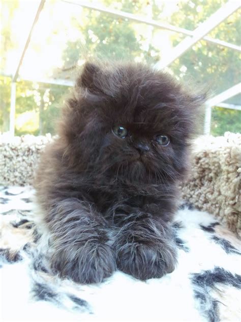 Black Persian Cat Kitten Baby Cats Baby Animals Cute Animals Cute
