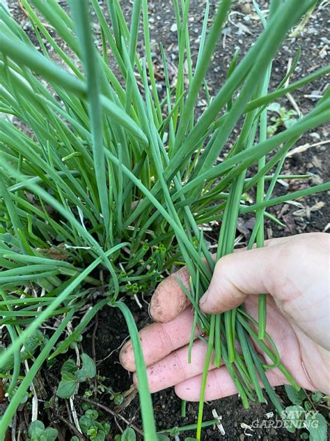 How To Harvest Chives From The Garden Or Container Plantings