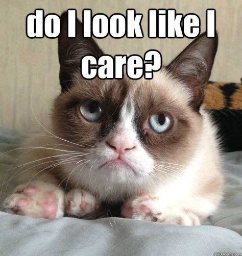 290 Grumpy Cat Ideas Grumpy Cat Grumpy Grumpy Cat Humor