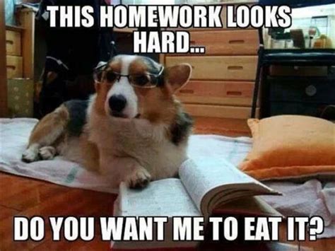 Homework Memes Funny Memes About Homework Online