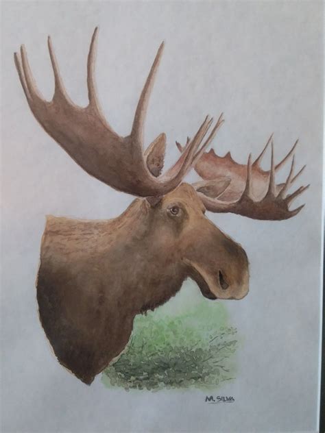 Moose head watercolor | Moose head, Moose, Moose art