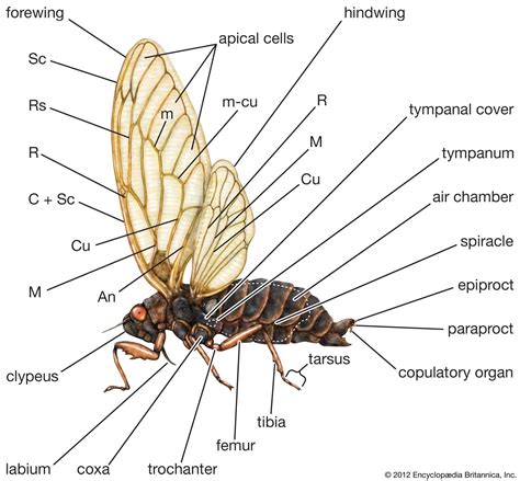 Cicadas Anatomy