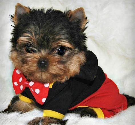 Maybe you would like to learn more about one of these? Chiot à donner ici - Chien bonheur