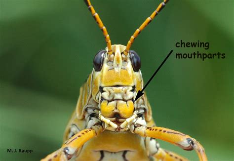 Are Cicadas Locusts Locusta Spp And Magicicada Spp