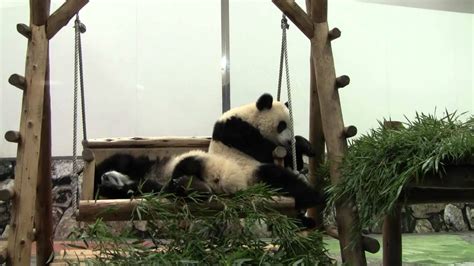 Giant Panda Twin Cubs Kaihin And Youhin Of 2011 November At Wakayama Japan 1 07 Youtube