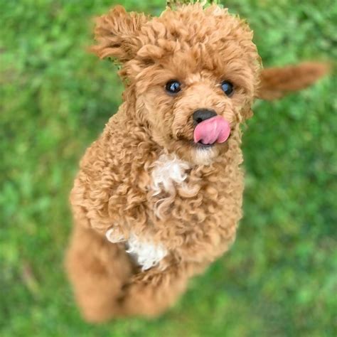 a small brown dog sticking its tongue out with grass in the back ground