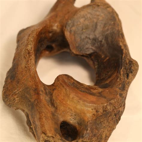 The woolly mammoth has emerged as a leading candidate for this work. Woolly Mammoth Vertebra 1000 years old | Wooly mammoth ...