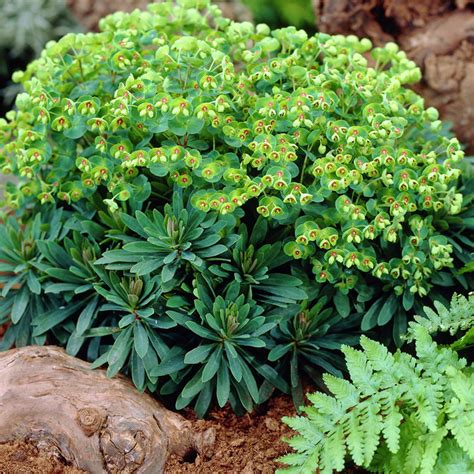 Learn which small evergreen shrubs are best for you. 1 X EUPHORBIA 'MINI MARTINI' DWARF MARTIN'S SPURGE ...
