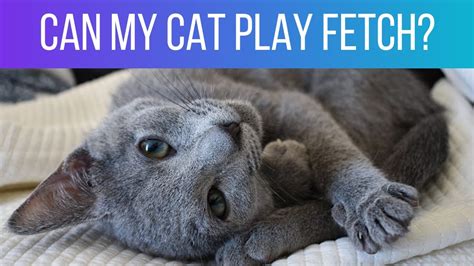5 Common Russian Blue Personality Traits Does My Cat Have Them All