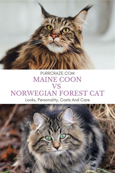 Purr Craze Blog Maine Coon Vs Norwegian Forest Cat Important Differences