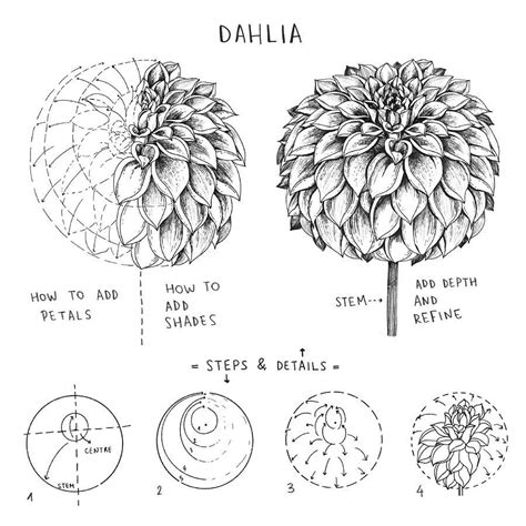 Alice on Instagram: “ ️ Dahlia ️ . . Dahlias, a flower full of petals