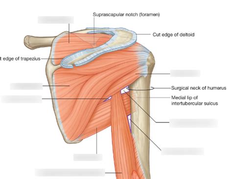 Anatomy 6 Posterior Shoulder Diagram Quizlet