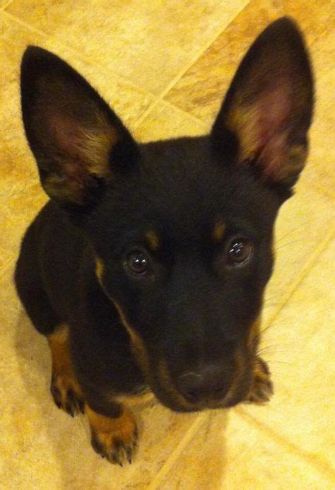 Find german shepherd in dogs & puppies for rehoming | 🐶 find dogs and puppies locally for sale or adoption in ontario : via kayla dwyer | German shepherd mix puppies, Shepherd ...