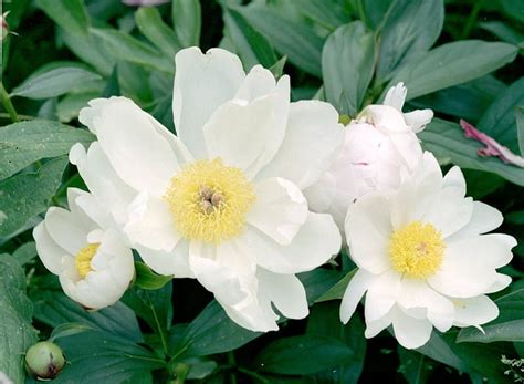 White Peonies Garden White Peony Flowers Hd Wallpaper Peakpx