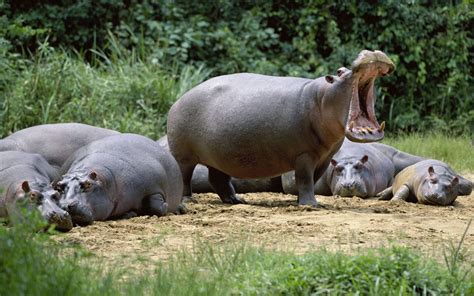 Hippo Full Hd Wallpaper And Background Image 1920x1200 Id259805