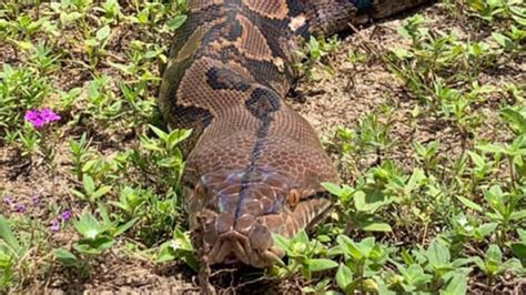Florida Python Tops 200 Pounds Is Over 20 Feet Long