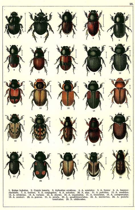types of beetles with pictures and identification gui