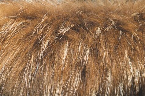 Brown Fur Fibers Close Up Abstract Background Of Fluffy Material Stock