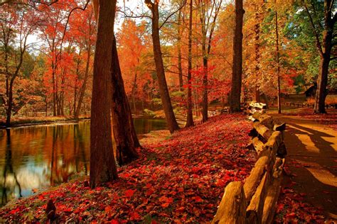 Nature Sky River Water Forest Park Trees Leaves Colorful