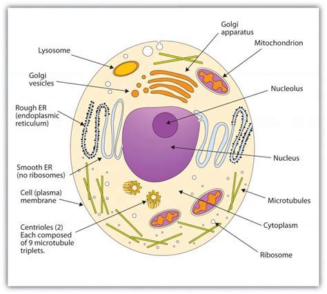 Human Cell Diagrams Diagram Link Animal Cell Drawing Cell Diagram