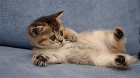 Wallpapers are an essential thing in this age of technical development. Cute Laptop Wallpapers (54 Wallpapers) - Adorable Wallpapers