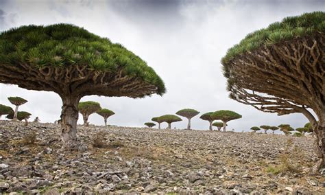 The Most Strange Landscapes Of Mysterious Island Of Socotra Photo Gallery