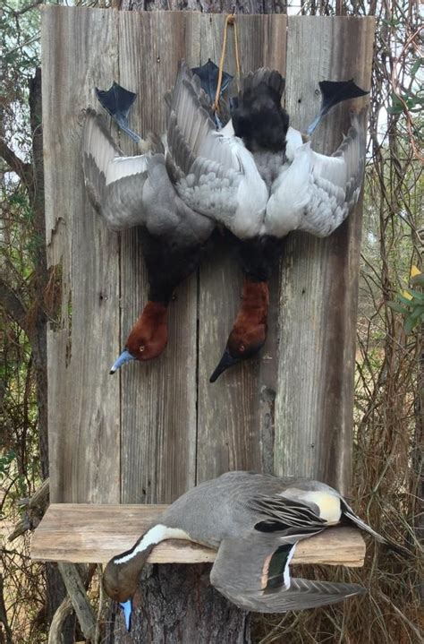 Image Result For Hanging Duck Mount Ideas Animal Taxidermy Waterfowl