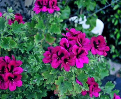Note the purple stems and purple underside of leaves. Purple Pelargonium | This pelargonium (ivy leaved, Regal ...