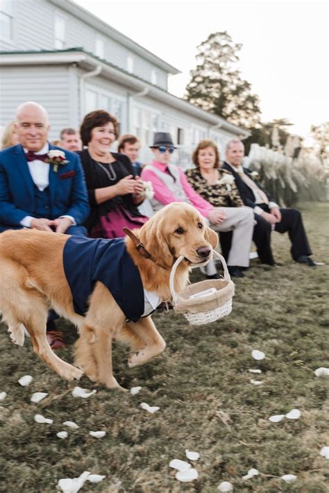 Couples Dog Serves As Ring Bearer In Their Wedding — See Photos