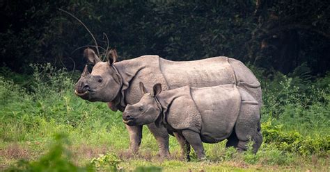 Good News Nepals Rhino Numbers On The Rise Conservation Earth
