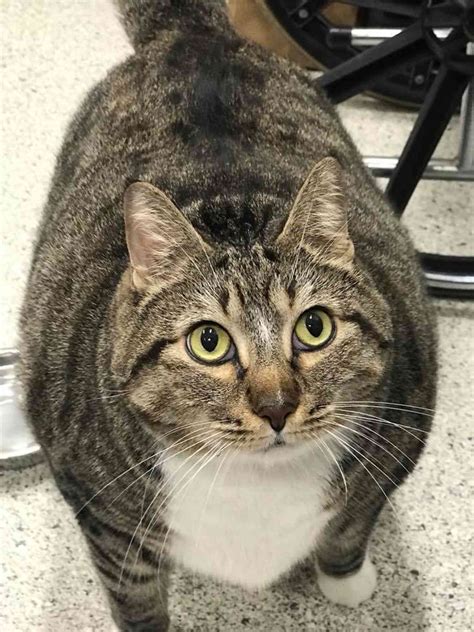 Fat Cat Doughnut Adopted From Florida Shelter