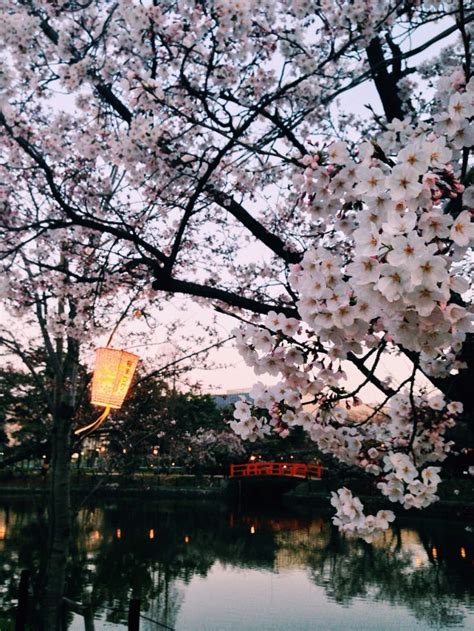 Hanami Cherry Blossoms Festival In Nagoya Japan Sakura Japan