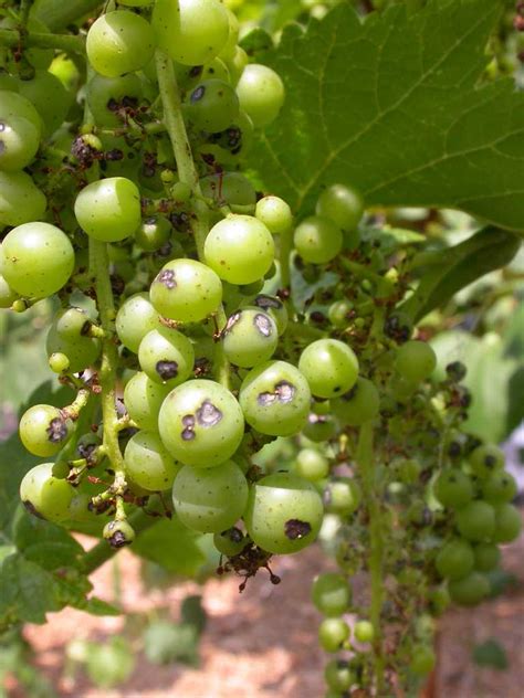 Browse plant names to find common pests and diseases that could affect them. Anthracnose of Grapes