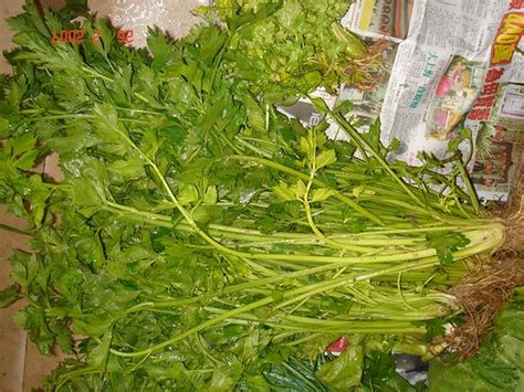 First known use of sup. daun sup | Scientific name: Apium graveolens L. Family ...