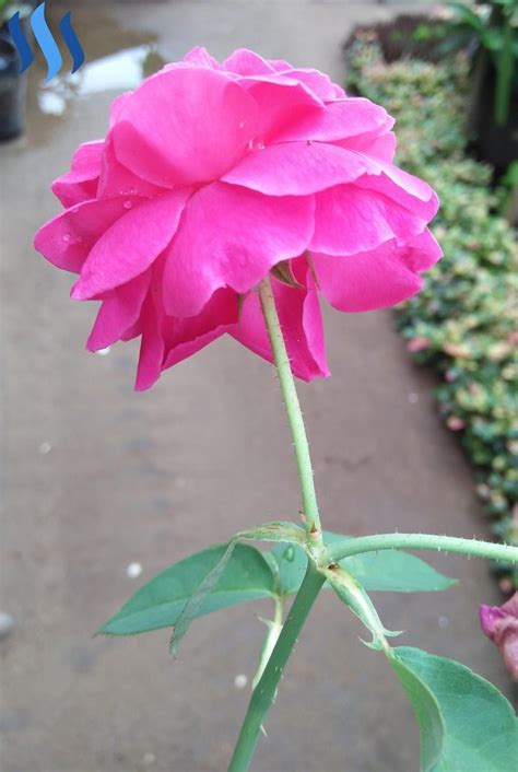 We did not find results for: 31+ Gambar Setangkai Bunga Mawar Yang Layu - Gambar Bunga HD