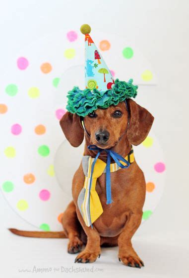 Start by looking at the best: Birthday Week! Ammo the Dachshund's 6th Birthday | Happy ...
