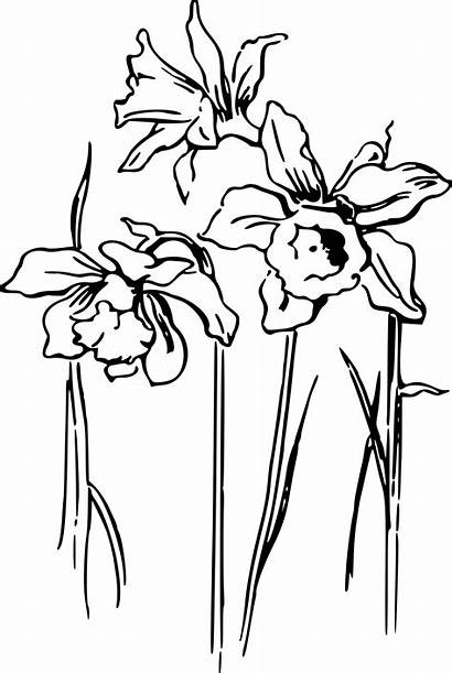 Daffodil Daffodils Drawing Flower Clipart Clip Coloring