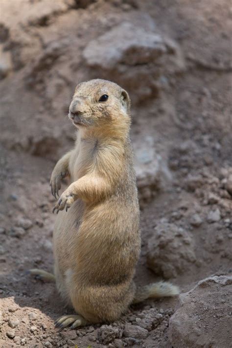 Prairie Dog Prairie Dog Prairie Dog Meerkats Prairiedog